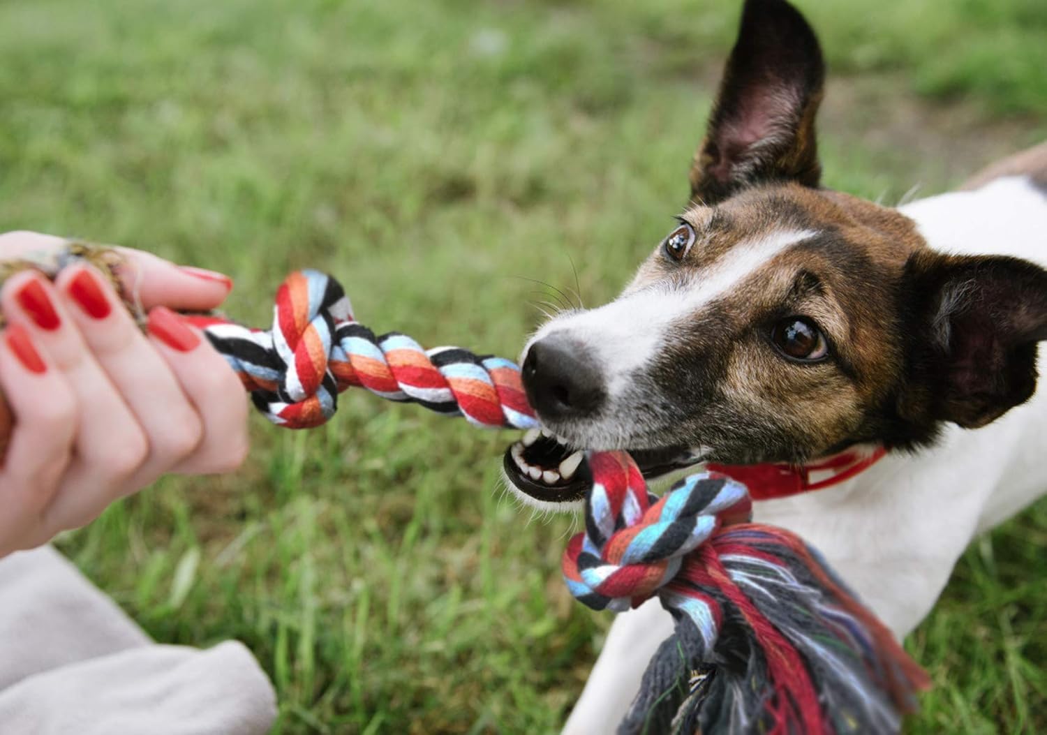 Dog Rope Toys 4 Pack, Puppy Teething Sturdy Cotton Chew Tug Ropes Indoor/Outdoor, Exercise Interactive Tug O'War Toys Set for Boredom Small-Meidum Dogs